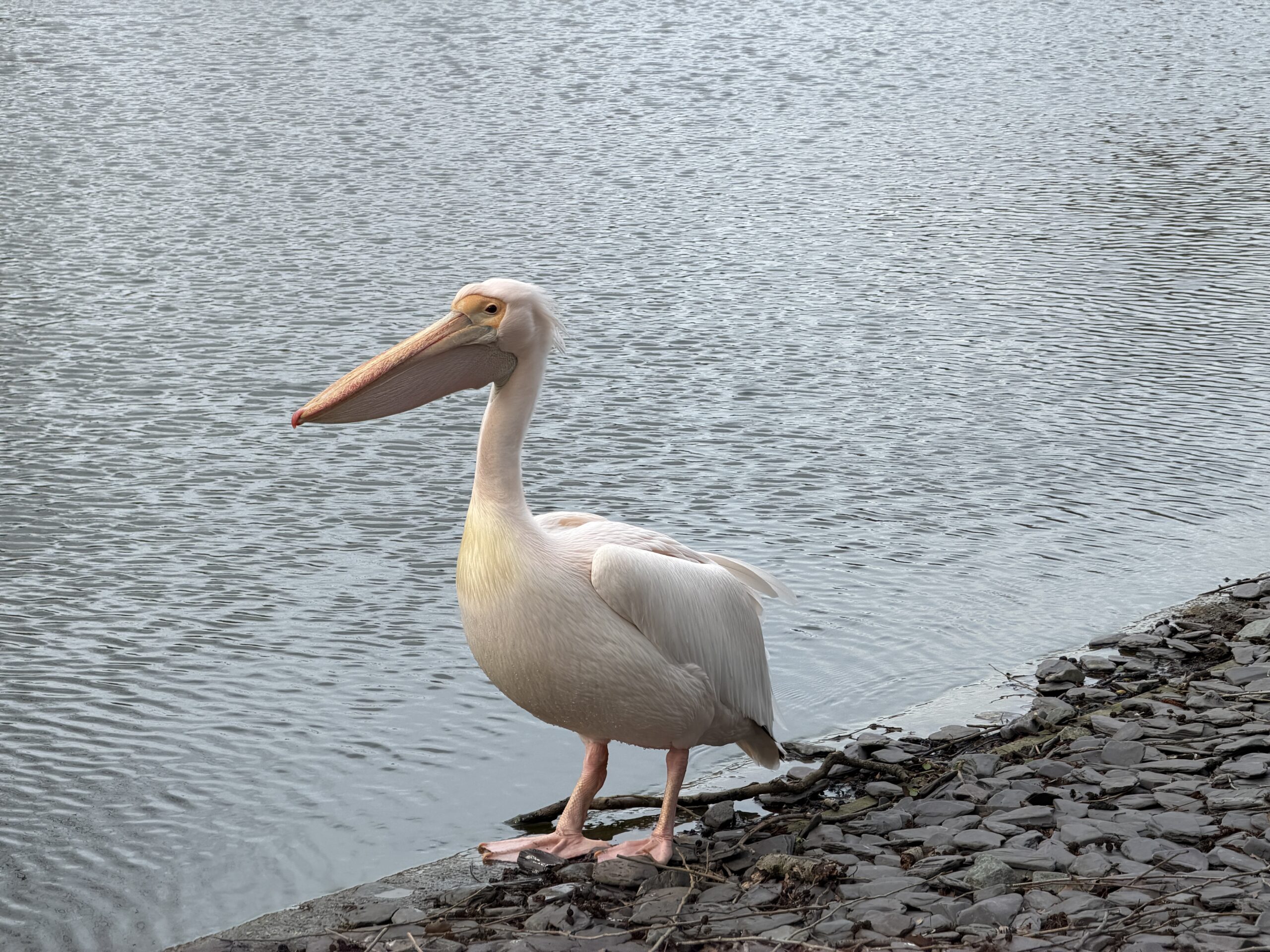 2 Days in London Itinerary: What I Loved & What I'd Do Differently The Pelican at St. James's Park