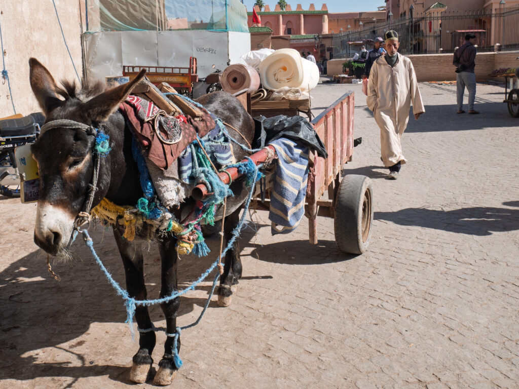 Morocco Travel: Honest Answers from Marrakech to the Sahara Donkey Pulling Cart in Marrakech