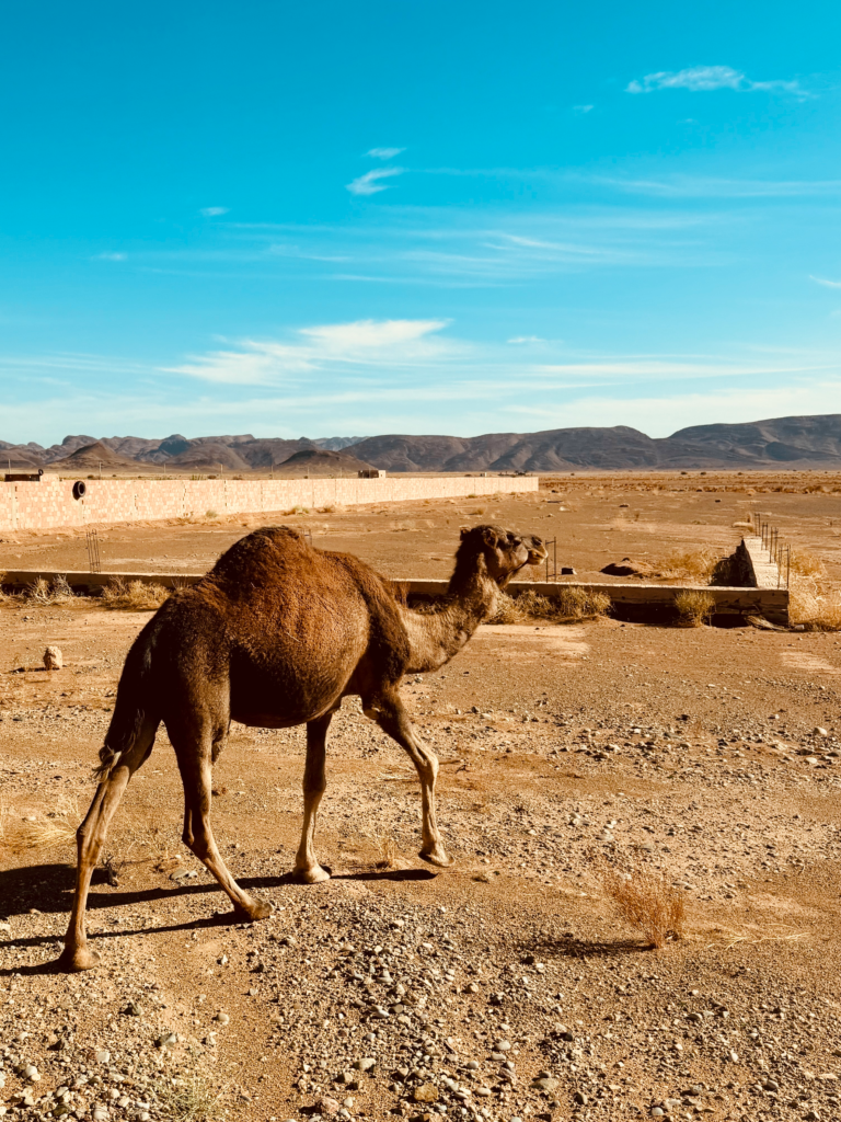 Sahara Camel Trek: Once-in-a-Lifetime Morocco Desert Experience Camel Holding up Traffic