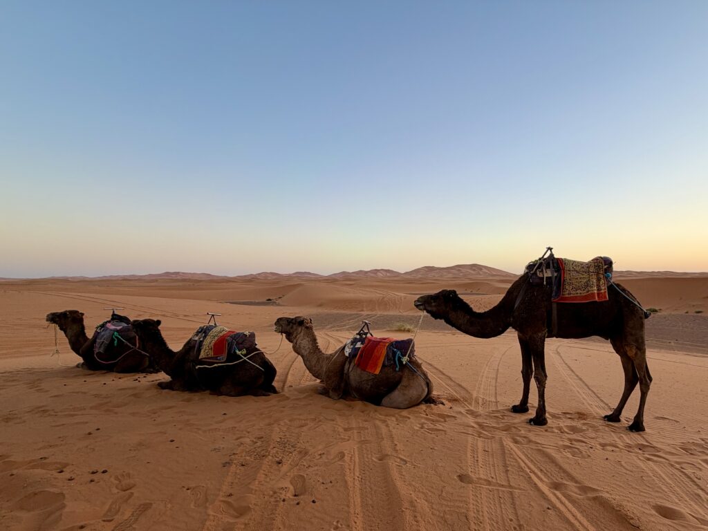 Sahara Camel Trek: Once-in-a-Lifetime Morocco Desert Experience Camels in the Sahara