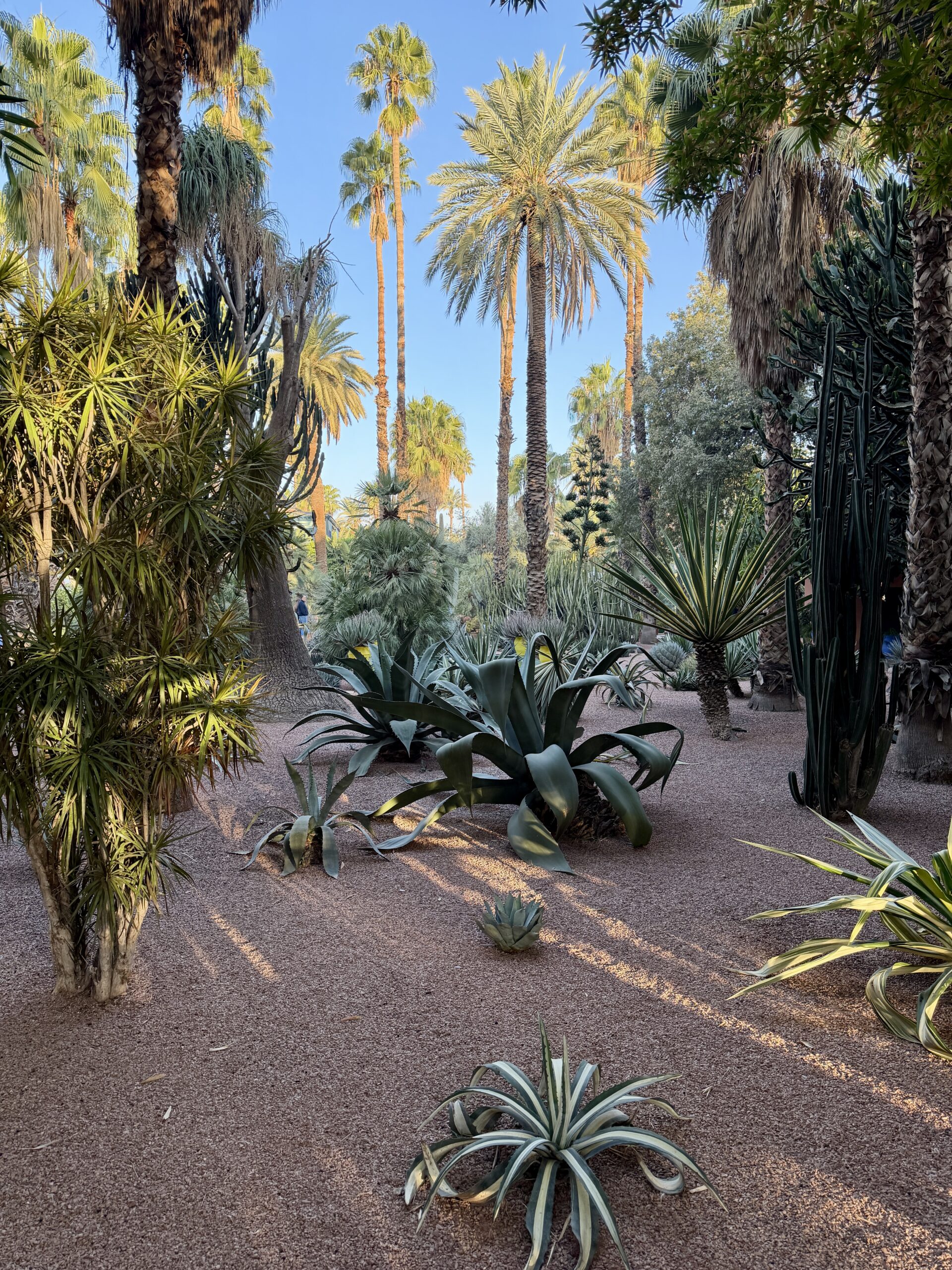 Things to do in Marrakech: Our Final Days in Morocco Le Jardin de Majorelle