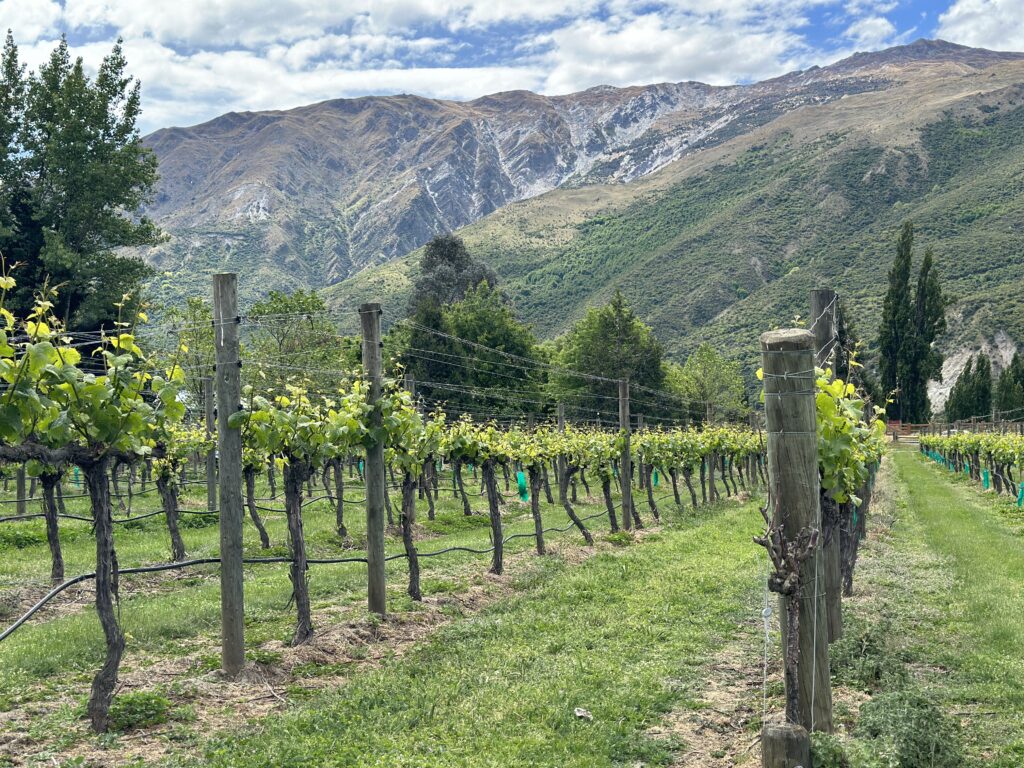 New Zealand Travel Q&A: What I Wish I Knew Before We Went Vineyards Outside of Queenstown