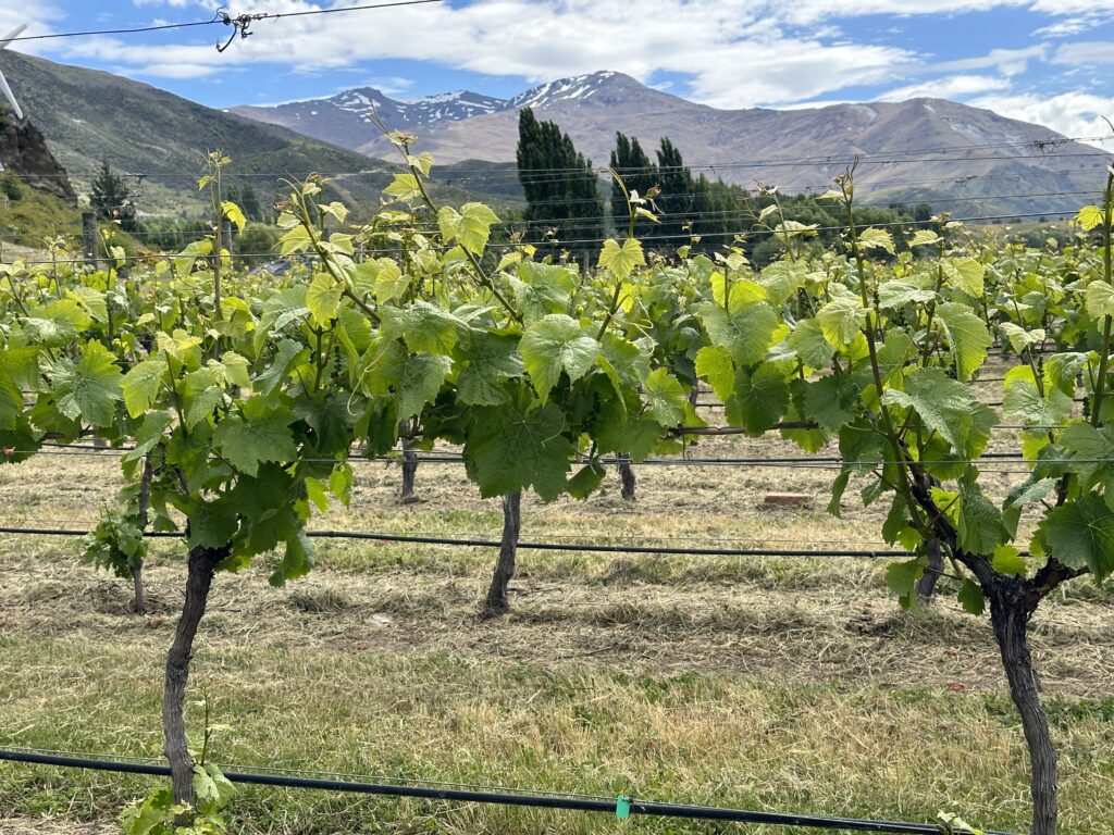 New Zealand, Queenstown, and One Perfect Moment in Milford Sound Vineyards on Wine Tour