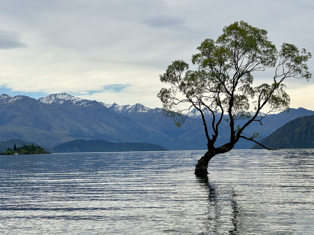 That Wanaka Tree, New Zealand
