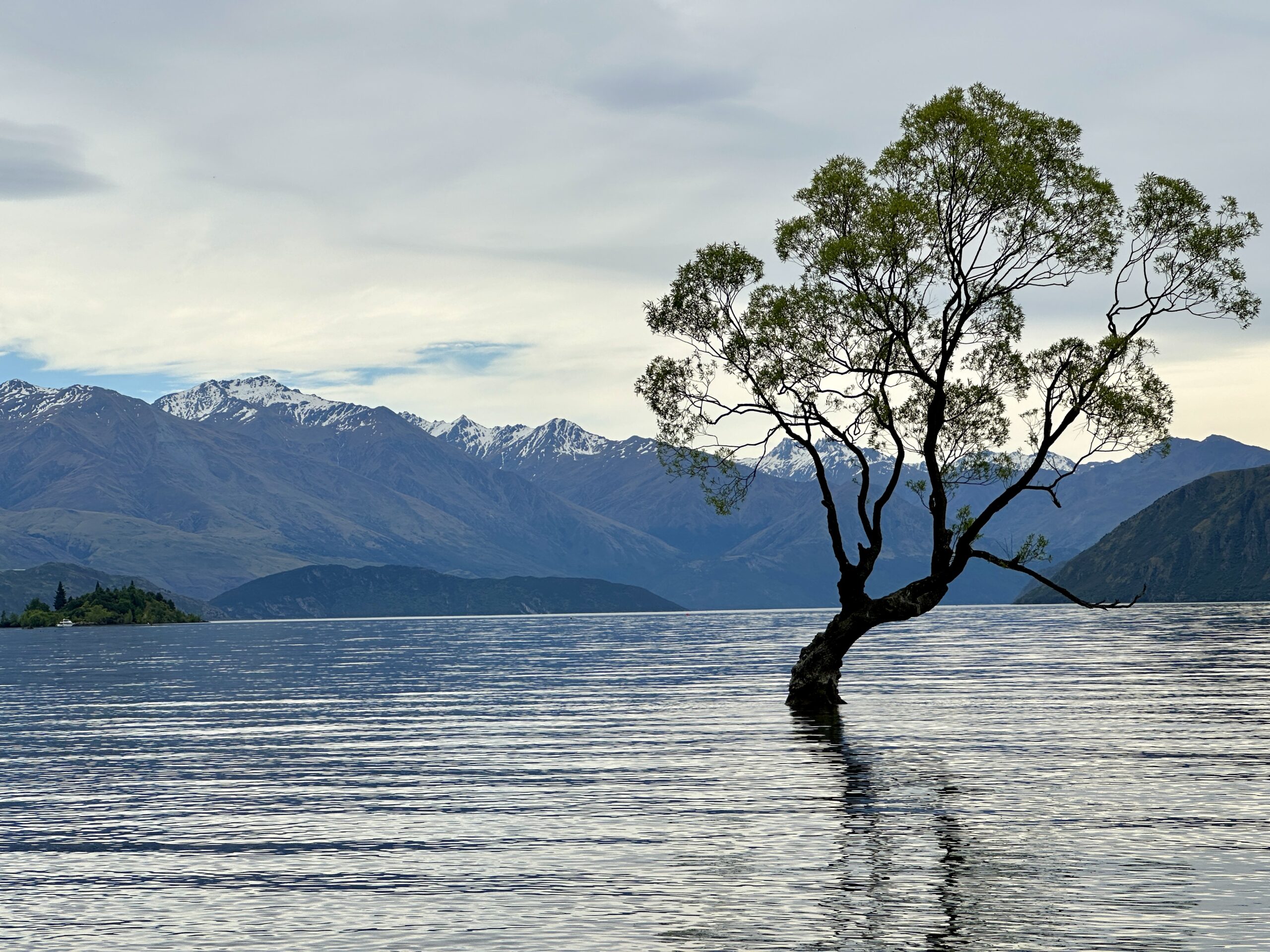 Home That Wanaka Tree, New Zealand