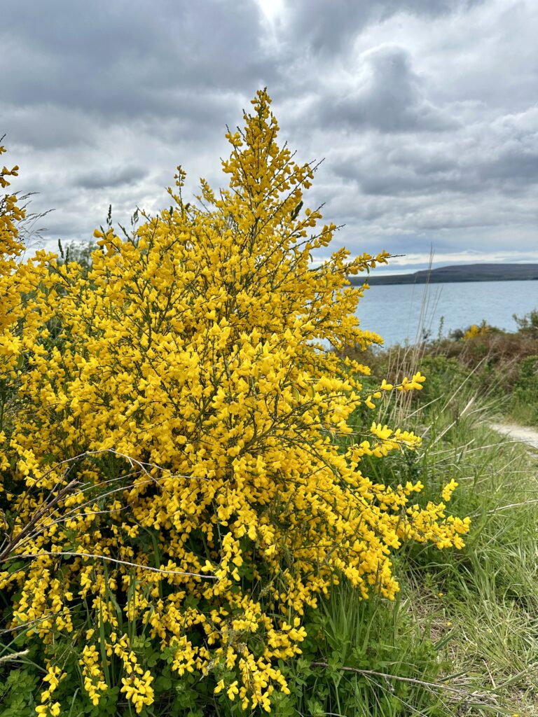 Cardrona to Christchurch…What Could Go Wrong? Gorse Shrub