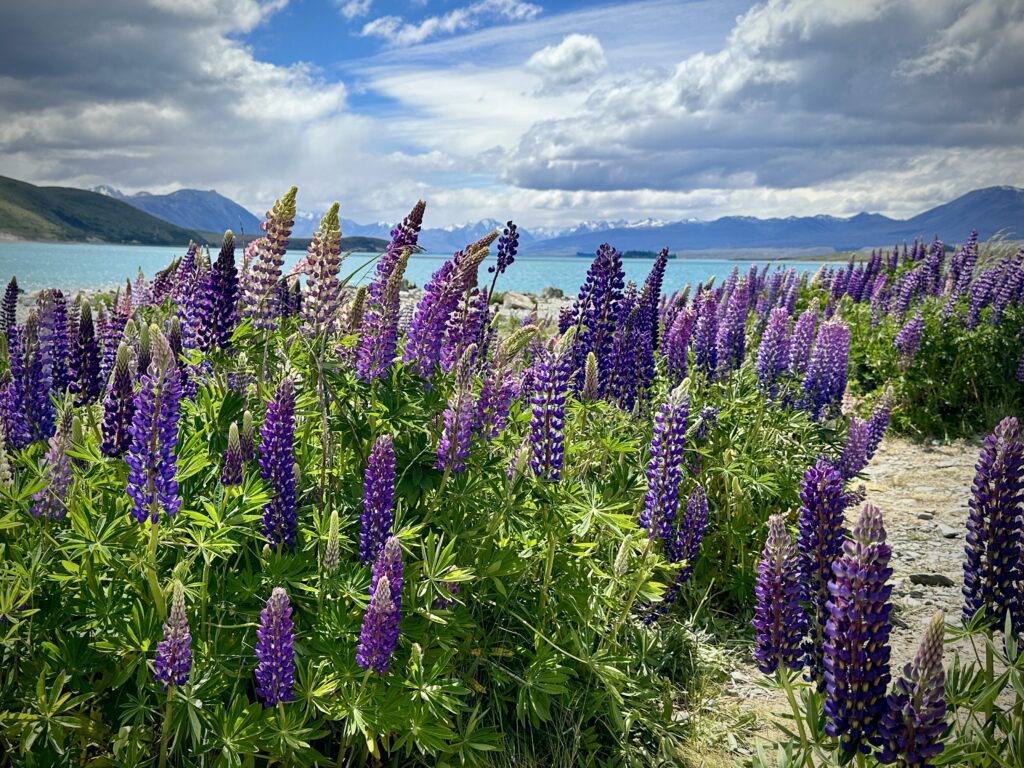 Cardrona to Christchurch…What Could Go Wrong? Lake Tekapo Lupin Field