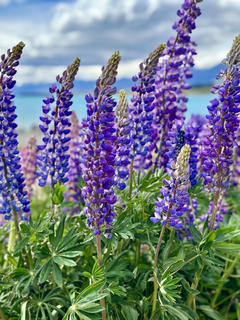 New Zealand Travel Q&A: What I Wish I Knew Before We Went Lupin Field at Lake Tekapo