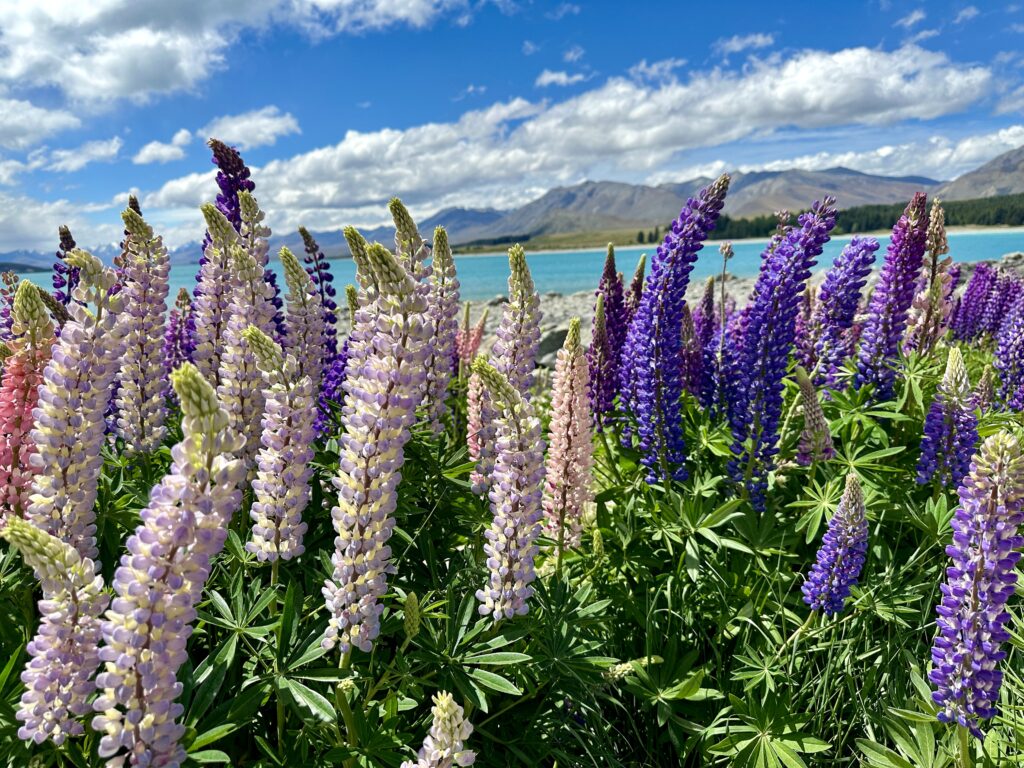 Cardrona to Christchurch…What Could Go Wrong? The Lupin Fields at Lake Tekapo