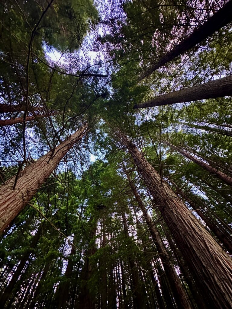New Zealand's North Island Was Different — And That Was Okay The Redwoods, Rotorua