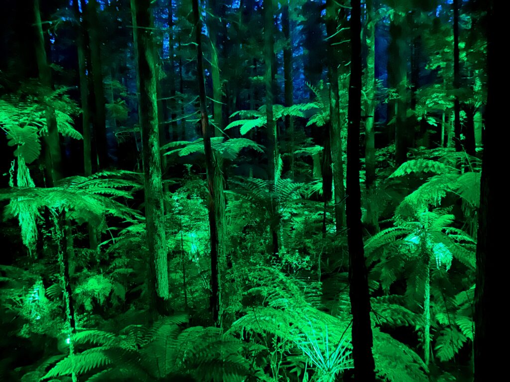 New Zealand's North Island Was Different — And That Was Okay The Redwoods Treewalk, Rotorua
