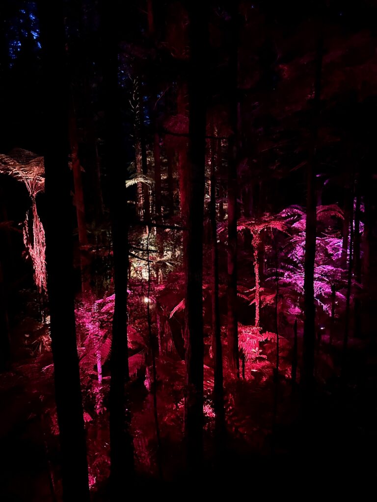 New Zealand's North Island Was Different — And That Was Okay The Redwoods Treewalk, Rotorua