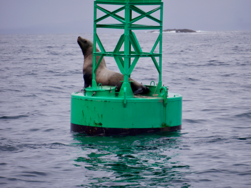 Walrus on Buoy in Stephens Passage